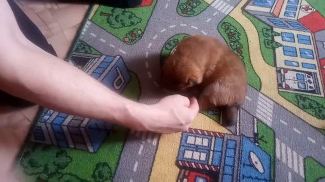 Щенки сиба - ину смотреть онлайн