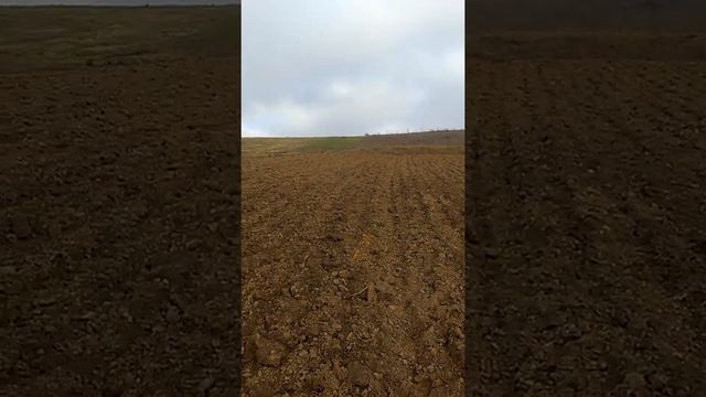 Волок Дратхаар Баді смотреть онлайн