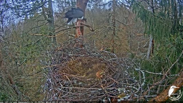 LDF Black Stork Cam_The male is anxiously calling. Another black stork nearby? ? ❓15/04 смотреть онлайн