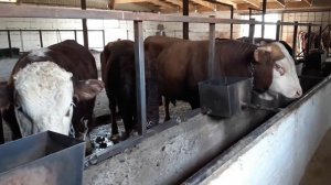 Быки на откорме плохо набирают вес, главная причина. fattening bulls.