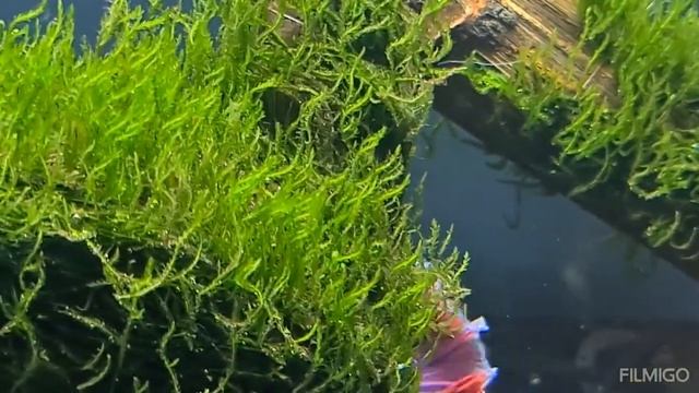 Петушок. Первый обитатель в аквариуме. Удивительные создания из лабиринтовых рыб! смотреть онлайн