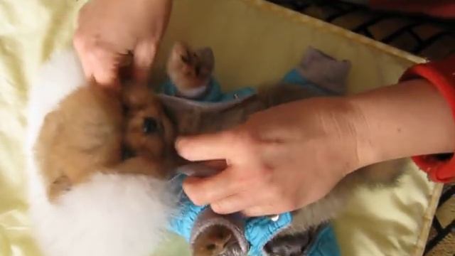 маленький мишка Померанец одевается смотреть онлайн