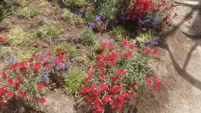 Гвоздика ампельная в открытом грунте: уход и цветение.