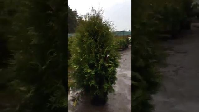 Питомник МСК ! туя компакта 180-200см смотреть онлайн