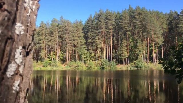 Тамбовские леса смотреть онлайн