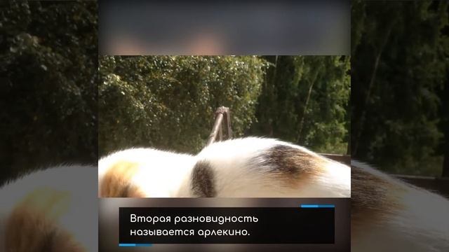 ?Трёхцветная кошка - к удаче и благополучию | kotovideo ? смотреть онлайн