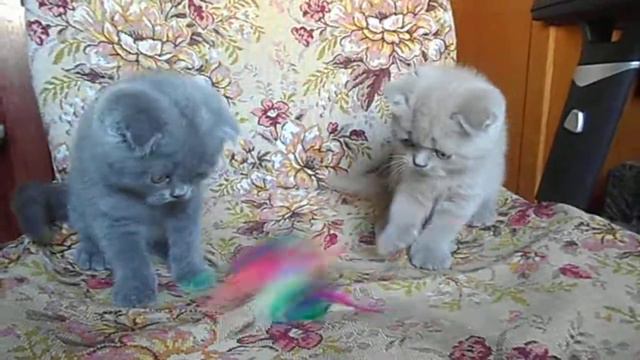 Кошечки вислоушки 2 мес. смотреть онлайн