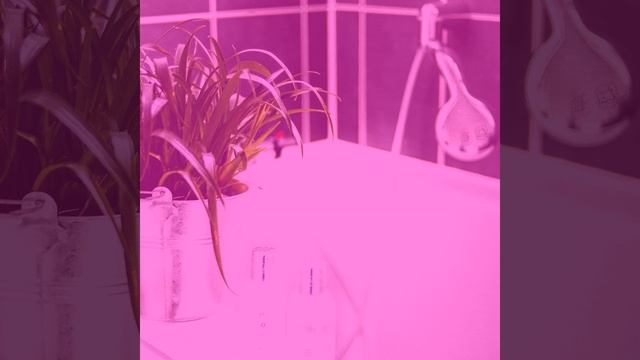 Впечатление (Расслабление)