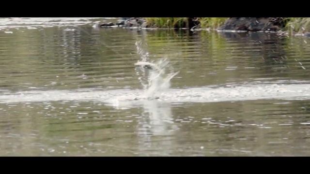 DUO INTERNATIONAL Spearhead Ryuki chez Crankys.fr смотреть онлайн