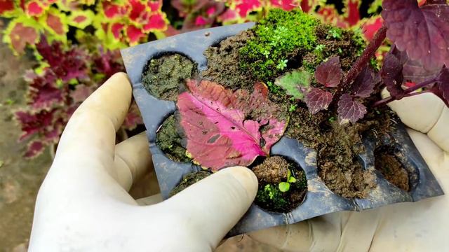 കണ്ണാടി ചെടി ഇങ്ങനെ നട്ടാൽ ആരും നോക്കി പോകും | Coleus Plant Care