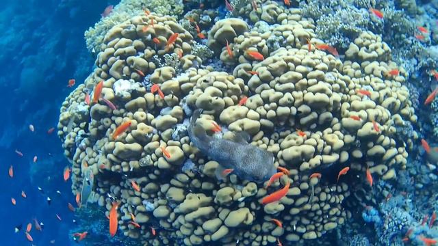 Housereef Magic Tulip Beach - Marsa Alam - September 2016 смотреть онлайн