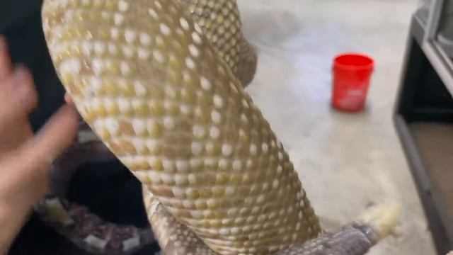 BUSHMASTER! World's BIGGEST VIPER! смотреть онлайн