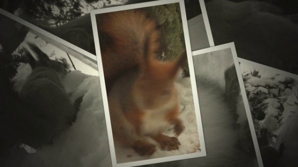 белки 2 (1)плюс