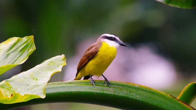 Расслабляющая музыка помогает вылечить стресс, тревогу и депрессивные состояния, исцеляя разум. #14 смотреть онлайн