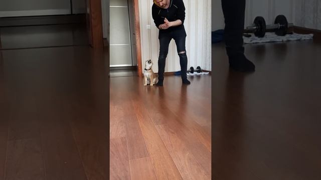 Шиба-ину Ozirka Ryou Heiwana 3 месяца смотреть онлайн