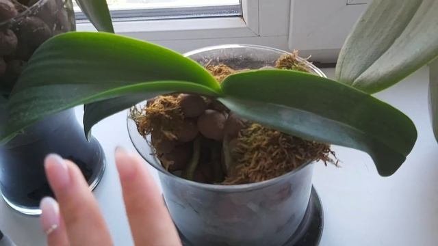 Орхидеи кумы/ подкладываю живой мох сфагнум/японское удобрение