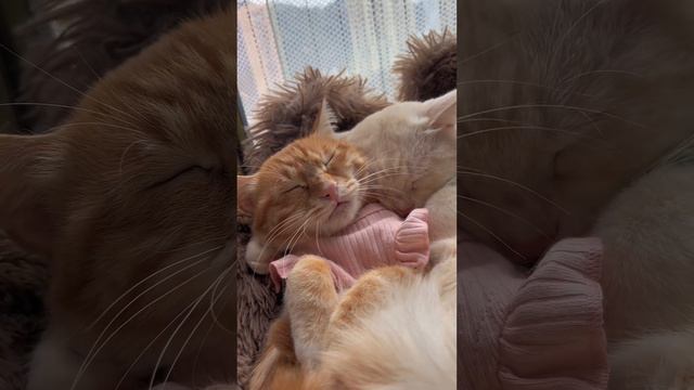 Тихий час смотреть онлайн