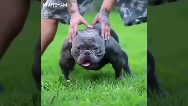 Чёрная собака-black dog смотреть онлайн