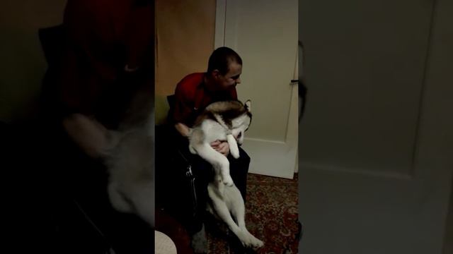 Собака - истеричка))) смотреть онлайн