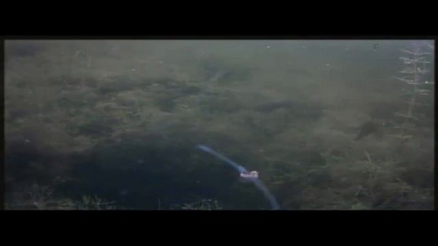 озеро Травяное, Свердловская область,Каменский район. смотреть онлайн