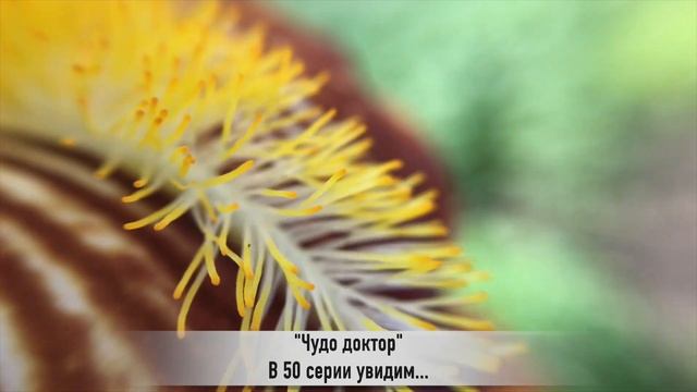 ЧУДО ДОКТОР 50 серия РУССКАЯ ОЗВУЧКА смотреть онлайн