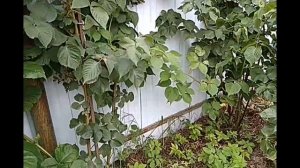 Ежевика/В Защиту Забытого Сорта Ежевики Агавам