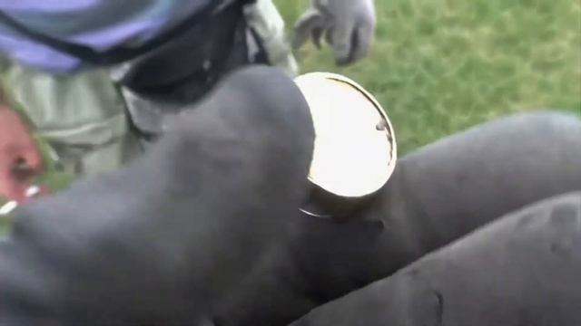ВОСМЕРКА НЕОЖИДАННЫХ НАХОДОК НА СУШЕ И ПОД ВОДОЙ смотреть онлайн