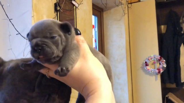 Французский бульдог щенок голубого окраса Пикачу ! смотреть онлайн