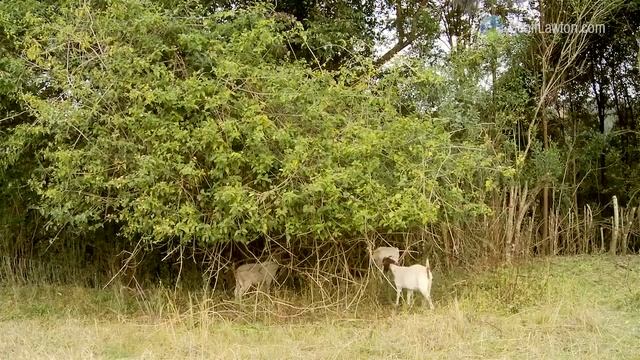 8 ReForesting with Goats смотреть онлайн