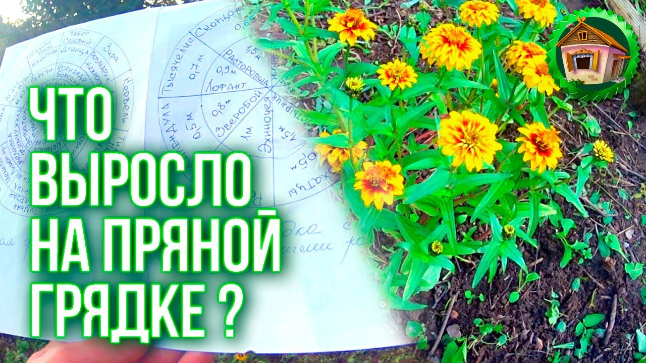 Грядка с пряными травами. Сушу Сухофрукты. Что Выросло За Лето. Грядка своими руками. 102 серия смотреть онлайн