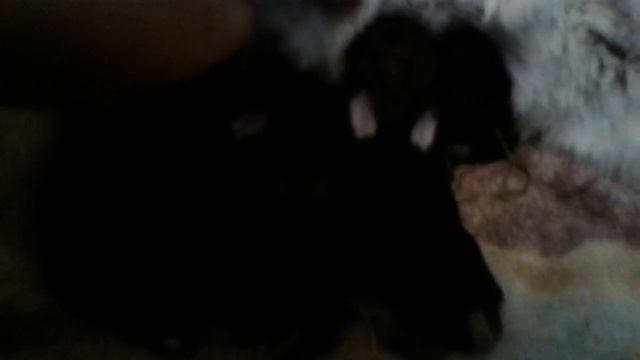 Кролиха не кормит крольчат♡ что делать♡ смотреть онлайн