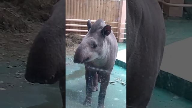 Равнинный Тапир в Новосибирском Зоопарке смотреть онлайн