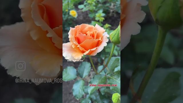 Самая крупная роза сада Джаст Джоуи. #розыицветыиринанаумова #розывсаду #орозахза1минутуиринанаумов смотреть онлайн