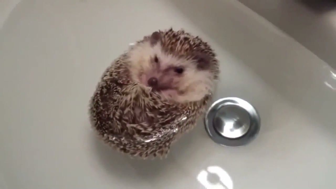 Ёжики. Милые ёжики. Прикольные, веселые, маленькие, купающие ежики. Ёжик . Топ 10. смотреть онлайн