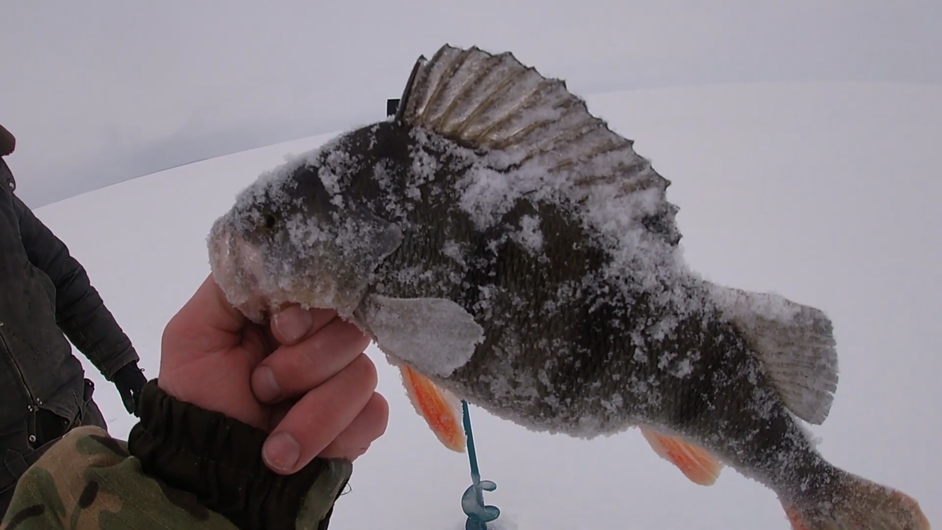 Зимняя ловля окуня на блесну!!! смотреть онлайн