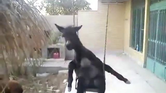 Клип осла смотреть онлайн