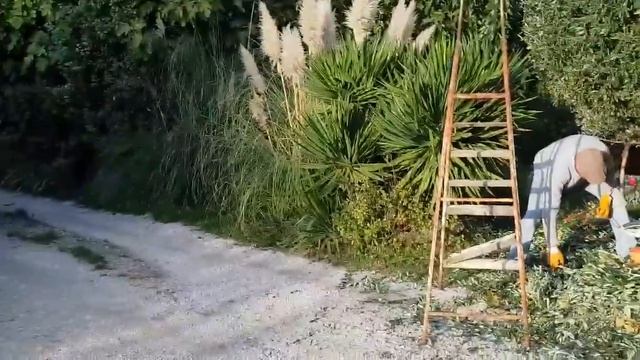 Франция Прованс/Осенняя  ОБРЕЗКА  Оливкового дерева/ДР мужа/provenceallochka Vlog