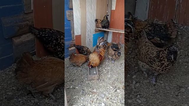 Павловское Золото смотреть онлайн