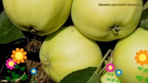 Яблоня домашняя Папировка. Краткий обзор, описание характеристик malus domestica Papirovka