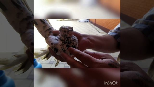 От осинки, не родятся апельсинки! смотреть онлайн