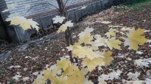 Произрастание клёна остролистного в Сибири, осенние тона.
