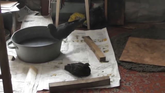 Голуби привычны жить с человеком, как в ковчеге Ноевом. смотреть онлайн