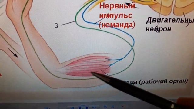 РЕФЛЕКТОРЛЫҚ ДОҒА #рефлекс #рефлектор