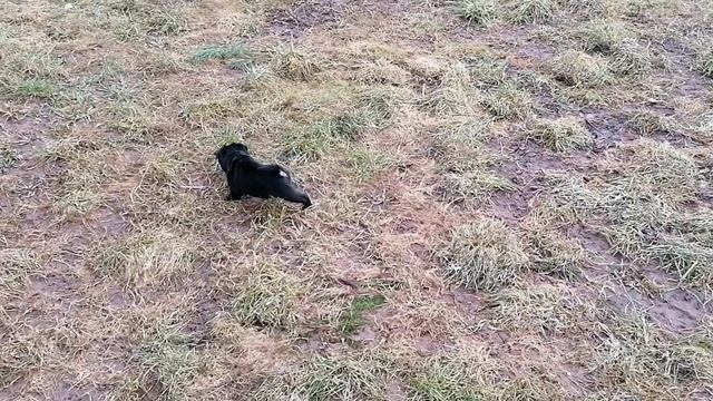 Самый маленький мопсенок ??(3) смотреть онлайн
