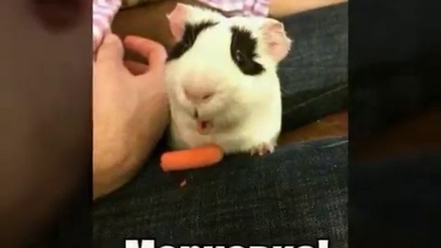 смешные хахеха смотреть онлайн