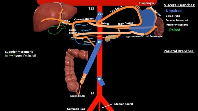 Abdominal Aorta (Branches + Mnemonics) смотреть онлайн