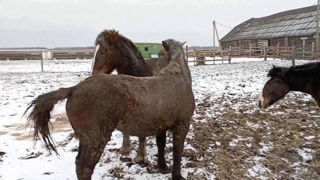 Советский тяжеловоз пришел в табун смотреть онлайн