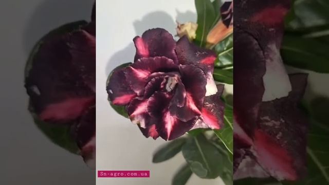 Удивительно красивое цветения Адениума (Роза пустыни) продажа семян экзотических растений в Гринвуд смотреть онлайн