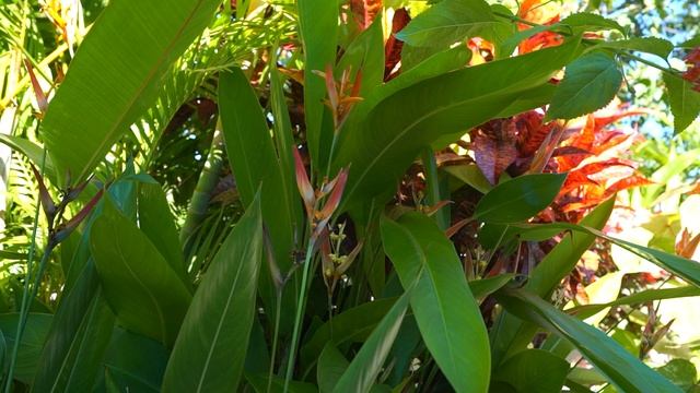 How I Grow Heliconias Indoors and Outside | False Bird of Paradise смотреть онлайн