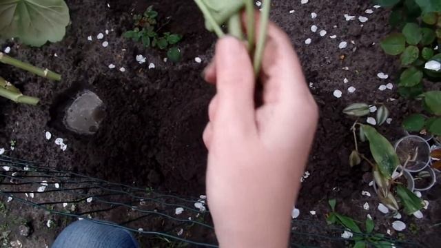 Высадка пеларгонии зональной (герань) в открытый грунт смотреть онлайн